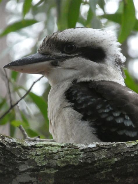 Laughing Kookaburra From Boreen Field Park Boreen Point Qld Au On