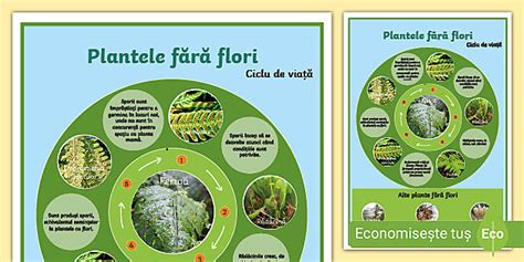 Ciclul De Via La Plantele F R Flori Plan