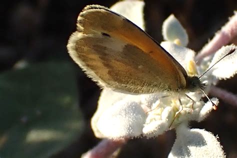 Dainty Sulphur From South Mountain Village Phoenix Az Usa On August