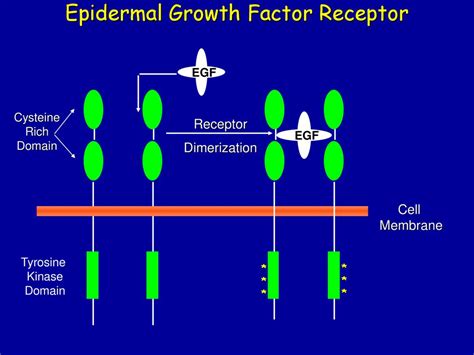 Hormones Receptors And Signal Transduction MCB 720 Sept 6 11 Ppt