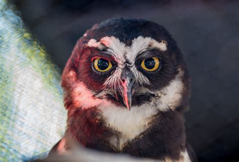 spectacled owl starmind conservation