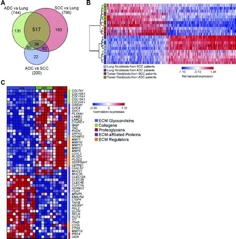 Fig E1 Global Transcriptomic Gene Expression Profiling And Matrisome