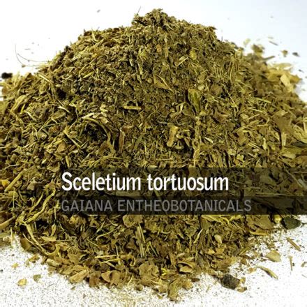 Sceletium tortuosum -Kanna Seeds- | Gaiana