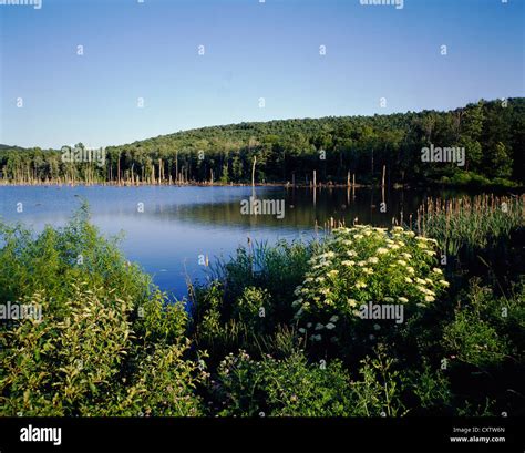 Middle creek wildlife project hi-res stock photography and images - Alamy