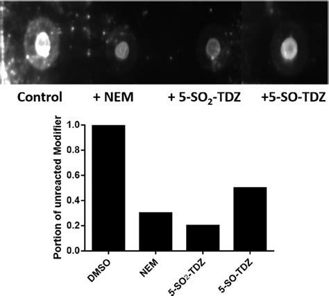 Dot Blot For Cysteine Reactivity Of Different Tdzs With Hdac8 Hdac8