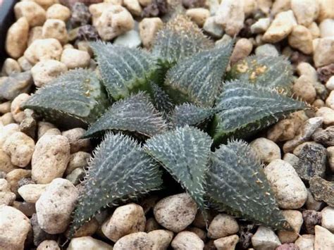 Haworthia Mirabilis Var Pilosa Mundo De Las Suculentas 2024