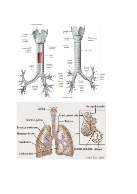 DOCX Anatomi Dan Fisiologi Bronkus DOKUMEN TIPS