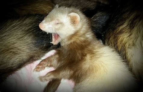 My Ferret Ghost Yawning Cute Ferrets Ferret Yawning