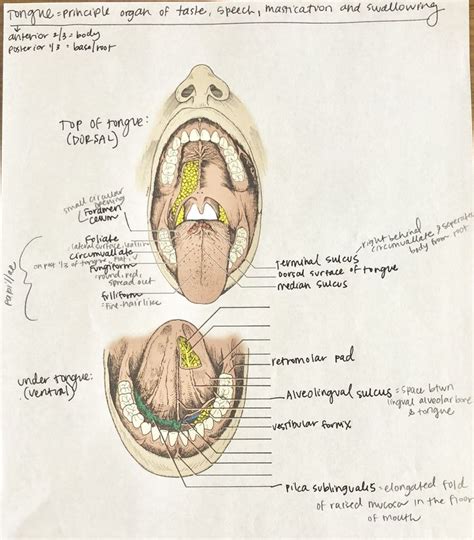 Tongue Anatomy | Doctor of dental surgery, Dentistry, Oral anatomy