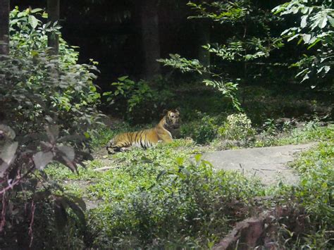 Singapore — Singapore Zoo Night Safari, Singapore | by Nick’s Wanderings | Sep, 2022 | Medium