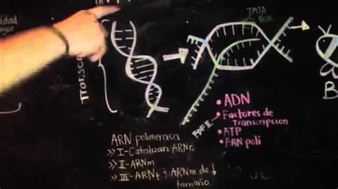 Replicación Transcripción Y Traducción Del Adn Youtube