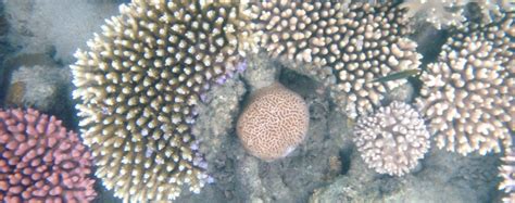 Why do corals compete for space on the reefs. - Ocean Blue Adventures