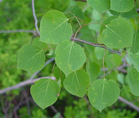 Aspen Leaves Google Search