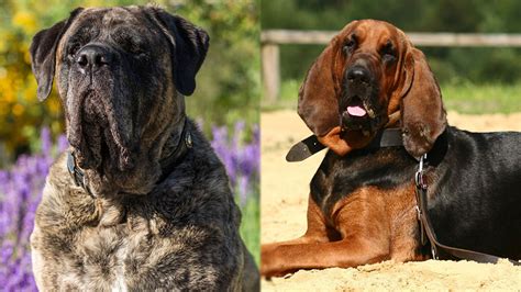 Mastiff Bloodhound Mix: Info, Pictures, Care Guide & Traits | Hepper