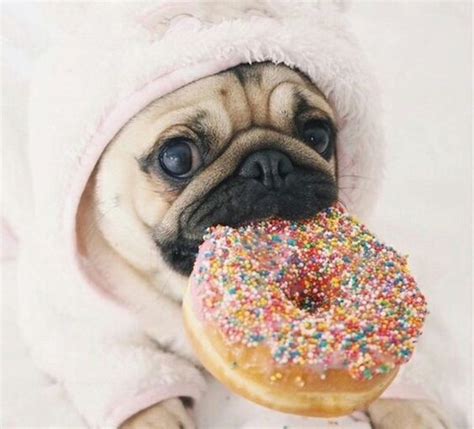 15 Of The Cutest Pug Puppies To Brighten Your Day (15 Pictures)