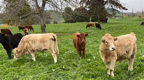 Jersey Angus Cross