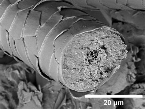 Bat Hair Microscopic Detail Northumberland Bat Group