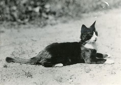 How a teenage stowaway made it to Antarctica 90 years ago | The Verge