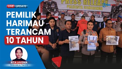 Tampang Pemilik Harimau Yang Terkam Art Di Samarinda Ditetapkan