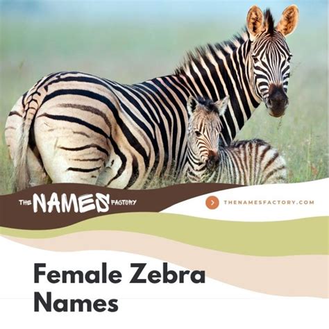 290+ Quirky Zebra Names Ideas for Your Striped Friends