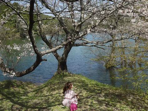 日の出前に三脚の列！大人気「さくらの里公園」清流宮川の桜リフレクション完全マニュアル｜三重県大台町 観光三重かんこうみえ 三重県の