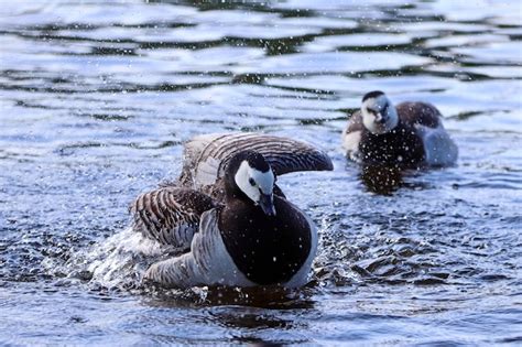 Gansos Blancos Y Negros Nadan En El Lago Y Salpicaduras De Agua Foto