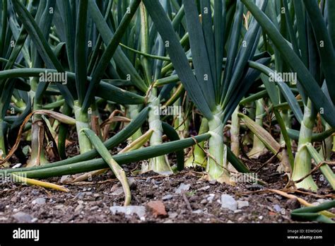 How To Grow Onions Hi Res Stock Photography And Images Alamy