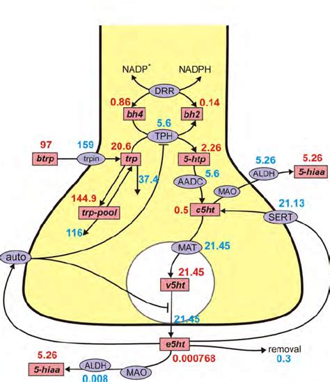 Steady State Concentrations And Fluxes In The 5 Ht Terminal Model The