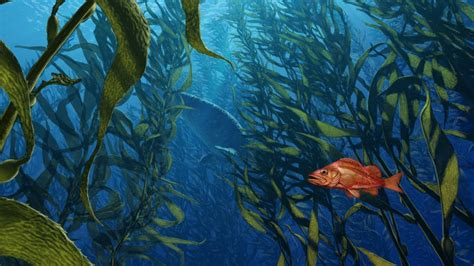 How To Draw A Kelp