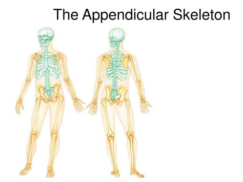 Ppt The Appendicular Skeleton Powerpoint Presentation Free Download