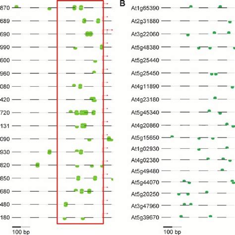 Illustration Of Putative Transcription Factor Binding Sites In The