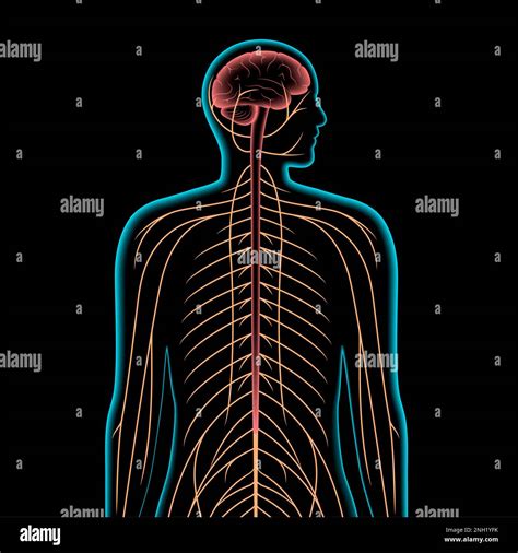Periphere Nerven Fotos Und Bildmaterial In Hoher Aufl Sung Alamy