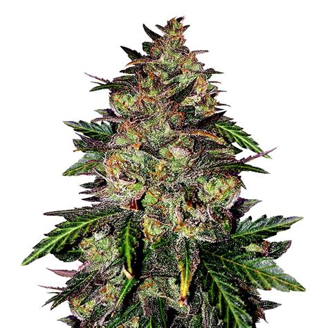 Sunset Sherbet marijuana seeds for sale - incredible color and bright ...