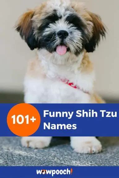 101+ Funny Shih Tzu Names - WowPooch