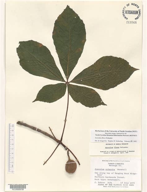 Plant Information Center - Aesculus flava