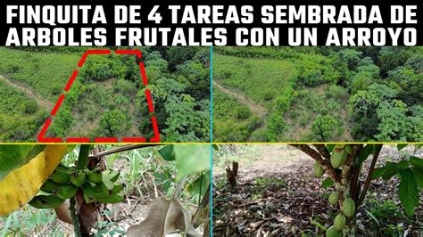 Finca Pequeña de 4 Tareas Sembrada de Árboles Frutales y con un Arroyo