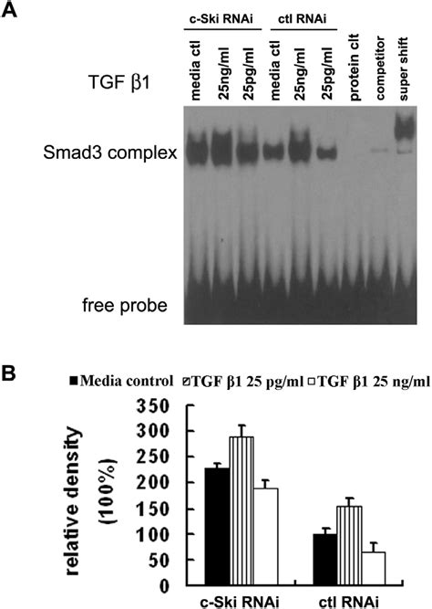 Change In Smad Dna Binding Activity During Bi Directional Regulation