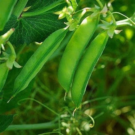 Tomorrowseeds Austrian Winter English Pea Seeds 150 Count Packet Cold Hardy Sweet