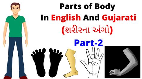 Body Parts In Gujarati And English English To