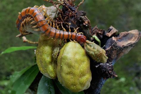 Amazonian Giant Centipede Stock Photos - Free & Royalty-Free Stock Photos from Dreamstime