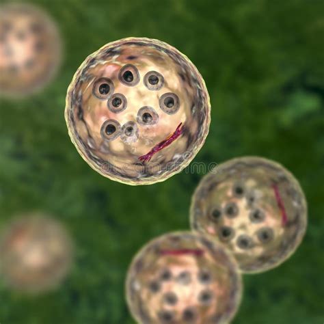 Cysts Of Entamoeba Coli Protozoan 3d Illustration Stock Illustration Illustration Of Sickness