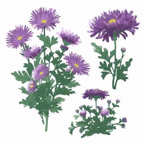 Premium Vector Create A Beautiful Design With These Aster Flower Illustrations