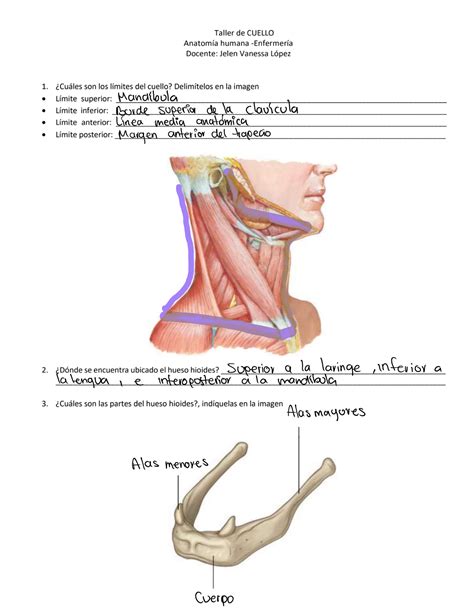 Taller De Cuello Enfermer A Resuelto Anatom A Humana General Studocu