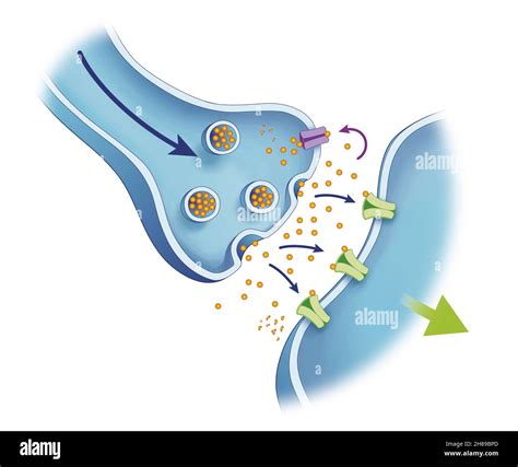 Anatomia Delle Sinapsi Dei Neuroni Immagini E Fotografie Stock Ad Alta