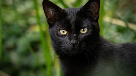 Un chat sauve la vie de sa propriétaire de 83 ans après être tombée