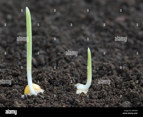 Corn Seed Germination Experiment