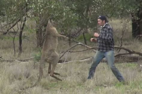 Kangaroo Fights Are Brief and Extremely Violent Affairs - Wide Open Spaces