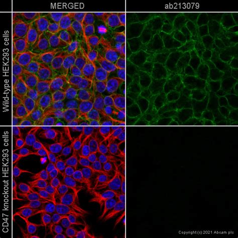 人CD47 knockout HEK 293T cell line Abcam中文官网