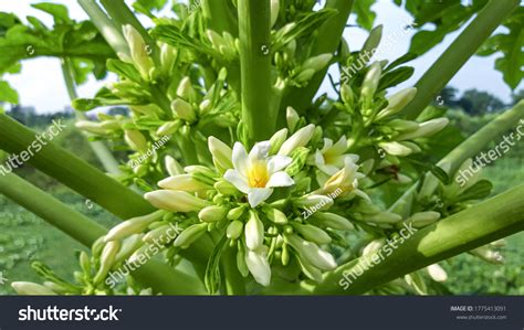 Papaya Flowers Buds Papaya Flower White Stock Photo 1775413091 ...