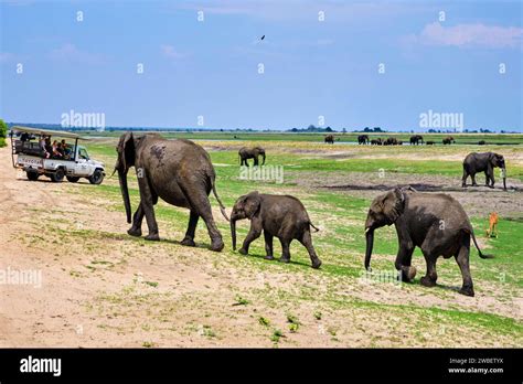 Botswana North West District Chobe National Park Wild African